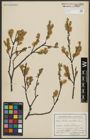Foto von Salix aurita L.